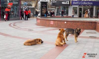 «Глас народа. Новосибирск»: что думают горожане о бродячих собаках