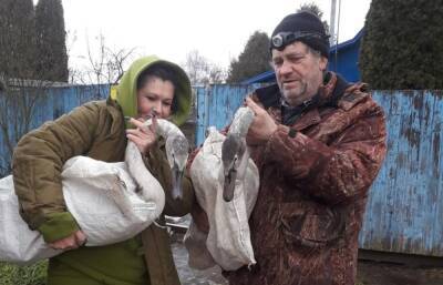 Лебеди, спасенные в Тверской области, будут зимовать в столице