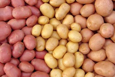 В новгородских теплицах вырастили одиннадцать сортов картофеля
