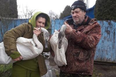Замерзавшие лебедята с реки в Тверской области приехали в теплый дом