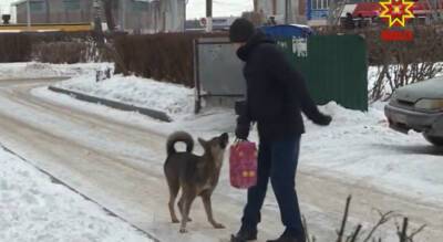 Жители дома в Юго-Западном живут в страхе из-за собаки: у животного есть хозяйка, в приют забрать нельзя