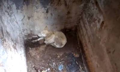 В карельском городе жестоко расстреляли собаку