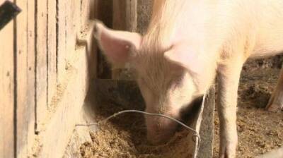 В Пензенской области введен режим ЧС из-за африканской чумы свиней