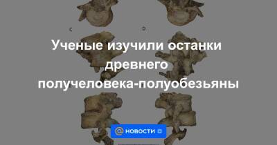 Ученые изучили останки древнего получеловека-полуобезьяны