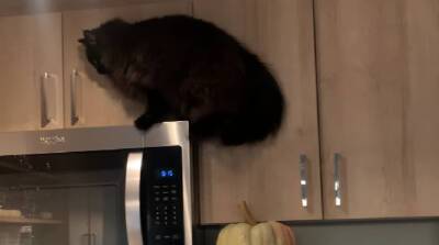 Котик изучал новую квартиру и едва не разнес там все (Видео)