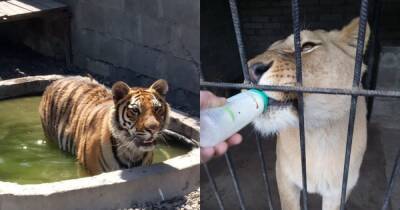 "Отдам в хорошие руки": житель Краматорска продает тигрицу и львицу за 1000 грн