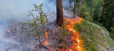 В Карелии возбуждено 51 уголовное дело по факту лесных пожаров