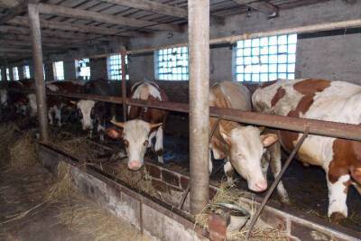 В Тамбовской области выросла молочная продуктивность коров
