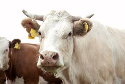 В одном районе Волгоградской области обнаружили опасный вирус у коров