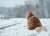 В субботу на севере Беларуси прогнозируют сильный снегопад