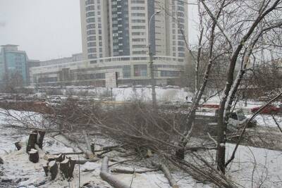 У новосибирского ТЦ «Мегас» незаконно вырубили более 220 деревьев