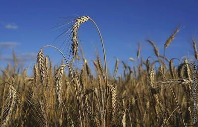 Экспортная пошлина на пшеницу из РФ с 1 декабря повысится до $80,8 за тонну
