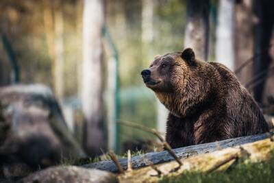 «Позвони Толяну, а то я сдохну здесь»: мужчина выжил в схватке с медведем благодаря записке - vm.ru - Красноярский край