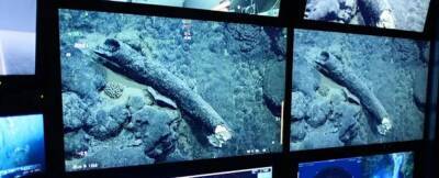 У побережья Калифорнии был обнаружен 100000-летний бивень мамонта