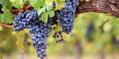 РСХБ: по итогам 2021 года экспорт вина из России вырастет минимум на 30%