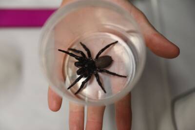 Способен прокусить ноготь: В Австралии поймали мега-паука