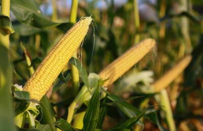 В Европе заинтересовались сладкой кукурузой украинской селекции