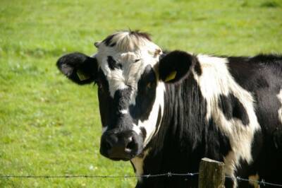 В одном из районов Башкирии ввели ЧС из-за опасной инфекции у коров