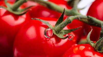 Урожай тепличных овощей в Подмосковье с начала года превысил 90 тысяч тонн