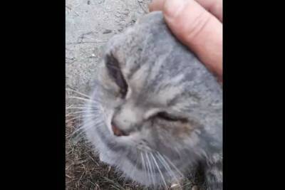 В Белгороде спасли кота, запертого на неделю в гараже