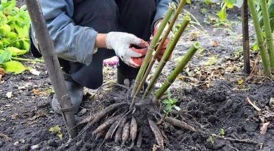 Уход за многолетниками: как он зависит от типа корневой системы растений
