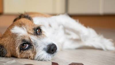 Родители из Ришон ле-Циона требуют 20 тысяч шекелей за укус собаки