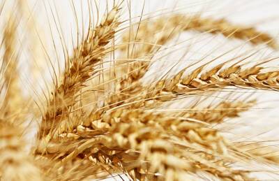 Прогноз экспорта пшеницы из ЕС повысили на 2 млн т