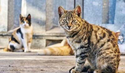 70 000 бездомных кошек насчитали в Москве. Большинство из них «шпротной» окраски