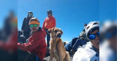 Альпіністи врятували собаку, який місяць провів на найвищій вершині Мексики та дивом вижив
