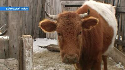 Карантин и ЧС: в Башкирии борются с опасным вирусом у коров
