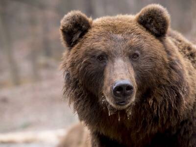 «На меня напал медведь. Позвони Толяну - пусть вывозит»: под Красноярском спасли охотника после встречи с хищником