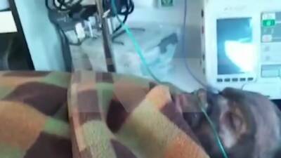 Опубликовано видео с выжившим в шахте «Листвяжная» спасателем