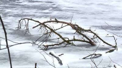 На Маяке рабочие опилили деревья и бросили ветки в реку