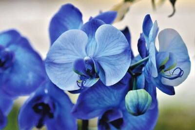 Как заставить орхидеи цвести: досадная ошибка большинства хозяек