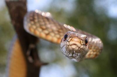 Благодаря Instagram в Индии обнаружили новый вид змей