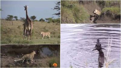 Смерть не обманешь: жирафенок выжил после нападения львицы, но утонул в реке