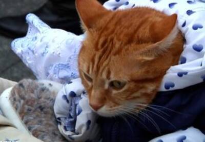 Курьез: кот из Житомира попал к Книгу рекордов Украины — в чем его особенность. ФОТО. ВИДЕО