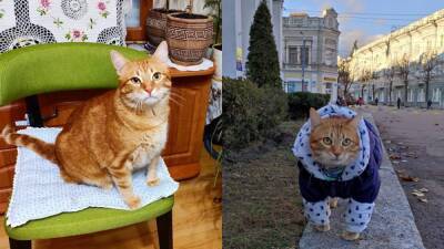 Кот из Житомира попал в Книгу рекордов Украины за необычное поведение (фото)