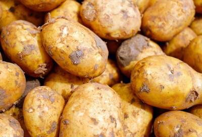 Эксперт Строгая сообщила о росте цен на картофель из-за плохого урожая
