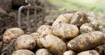 Россиянам раскрыли причины роста цен на картофель - ren.tv - Россия