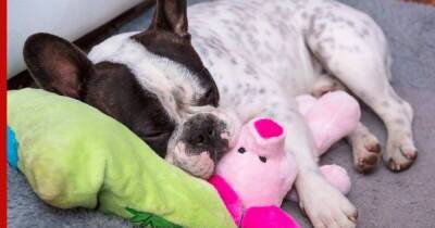 Четвероногие сони: 7 пород собак, которые любят вздремнуть
