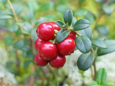 Врач Арзамасцев назвал самые витаминные ягоды для осенне-зимнего периода