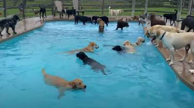 Детский сад для четвероногих друзей: 39 собак прыгают в бассейн! (Видео)