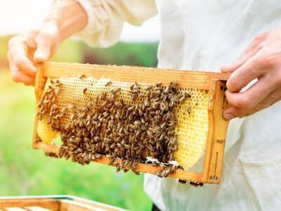 Пчеловоды-частники получат компенсацию за массовую гибель пчел в Удмуртии