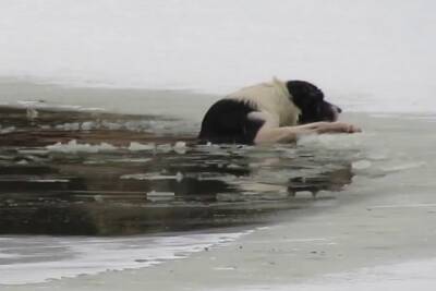 Северодвинские спасатели вытащили из воды тонувшую собаку