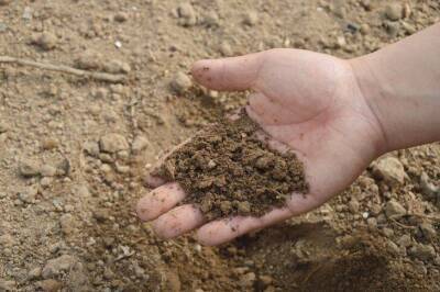 Как превратить тяжелую почву в пух: что делают хитрые дачники