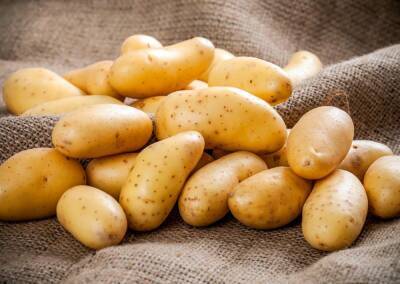 «Слабый» урожай картофеля в этом году приведет к подорожанию «борщевого набора»