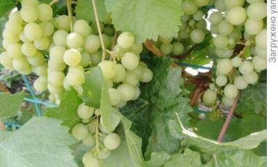 Мой секрет хорошего укрытия винограда - skuke.net - Виноград