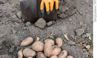 Витаминизация земли, или Хроника сидерации картофельного поля