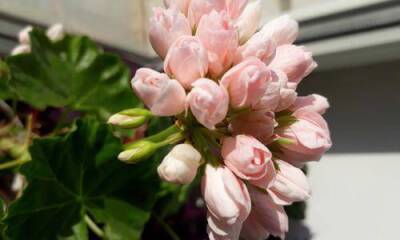 Тюльпановидная пеларгония – нежное украшение подоконника